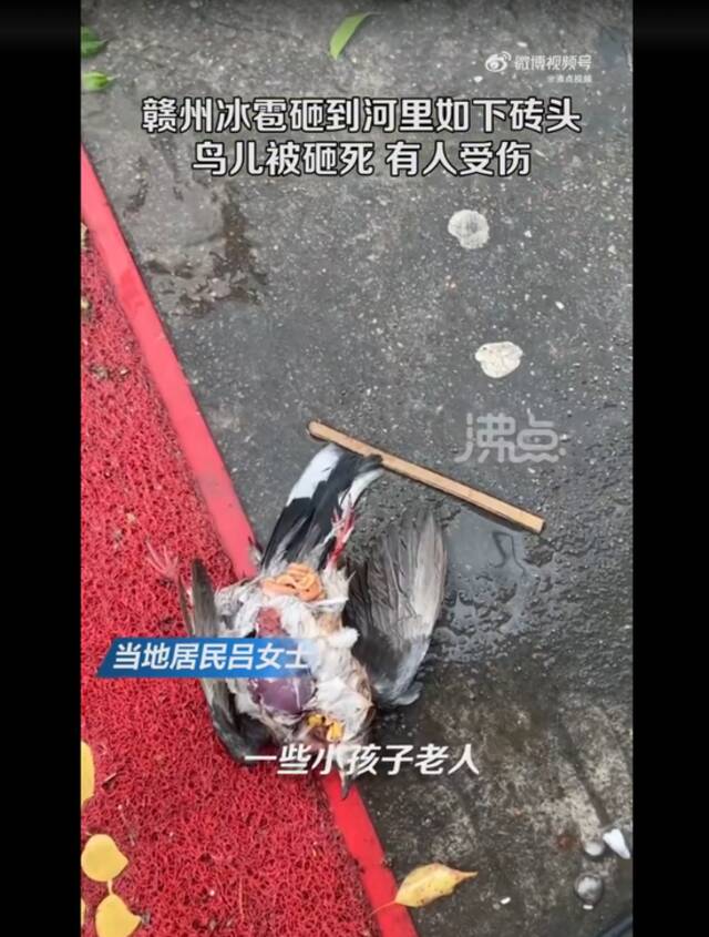 大如鸡蛋，“像放鞭炮”！多地下冰雹，车窗被砸稀烂，鸟儿被砸死