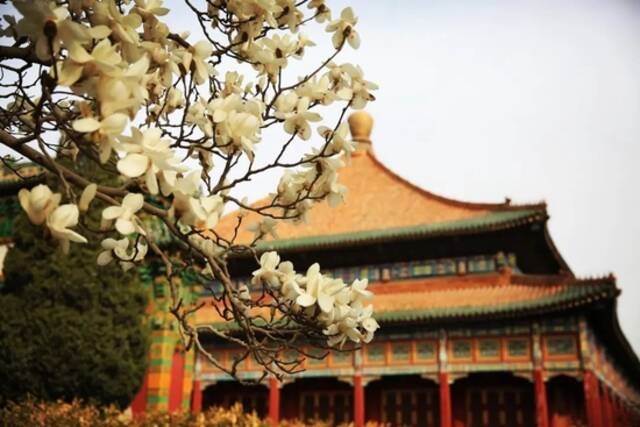 赏花地图来了！周末，北京这些公园花开满园、春景正盛