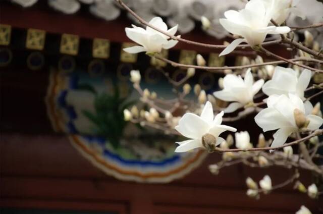 赏花地图来了！周末，北京这些公园花开满园、春景正盛