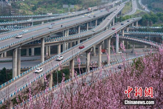 2023年3月，重庆市南岸区黄桷湾立交，道路旁美人梅绽放。李洪波摄