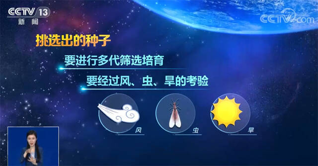 中国载人航天工程公开征集航天育种 “太空种子”有何神奇之处？