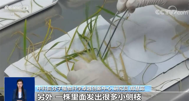 中国载人航天工程公开征集航天育种 “太空种子”有何神奇之处？