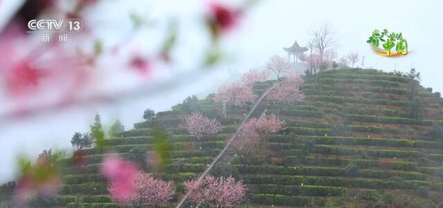 一抺春光惹人醉 “云赏春”看遍大江南北春色美景