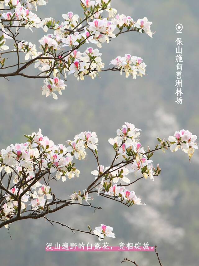 春和景明，万物竞芬芳