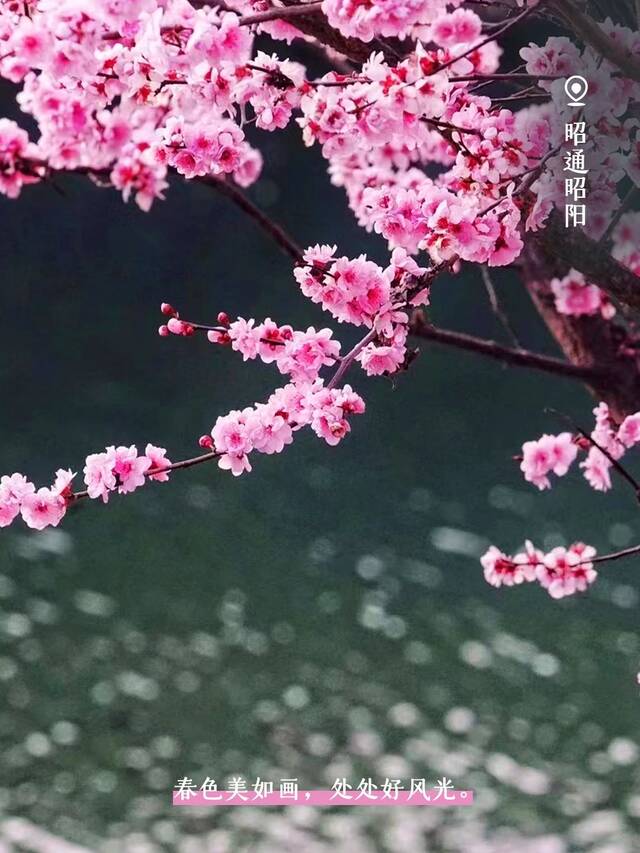 春和景明，万物竞芬芳