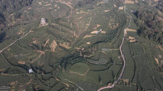 这是位于雅安市名山区红星镇的万亩观光生态茶园（无人机照片）。新华社记者胥冰洁摄