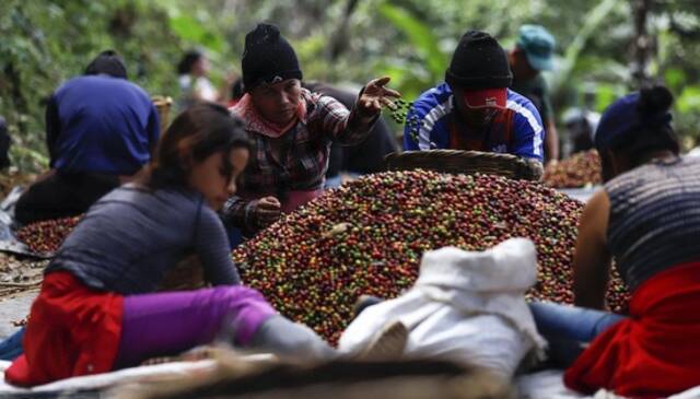 中国与洪都拉斯建交，这个中美洲国家盛产咖啡