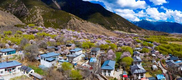 鸟瞰桃花盛开的嘎拉村（无人机照片，3月24日摄）。新华社记者姜帆摄