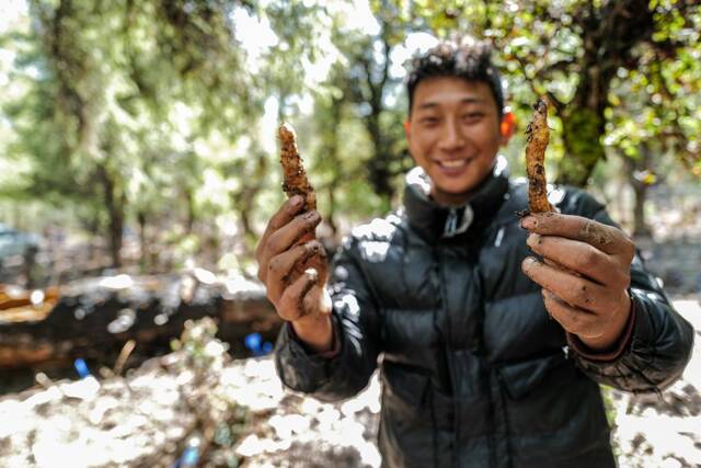 村民正在展示藏天麻种苗（3月24日摄）。新华社记者洛卓嘉措摄