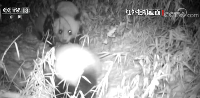 野生大熊猫母子再同框 踏雪吃夜宵悠然自得