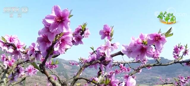 四川遂宁万亩桃花朵朵开 “花果经济”催热乡村旅游