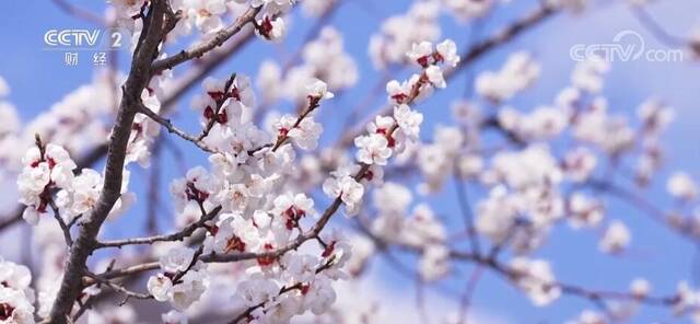 春意浓 百花俏 赏春踏青正当时