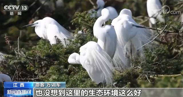 鄱阳湖见证“人鸟相争”到“人鸟共生”