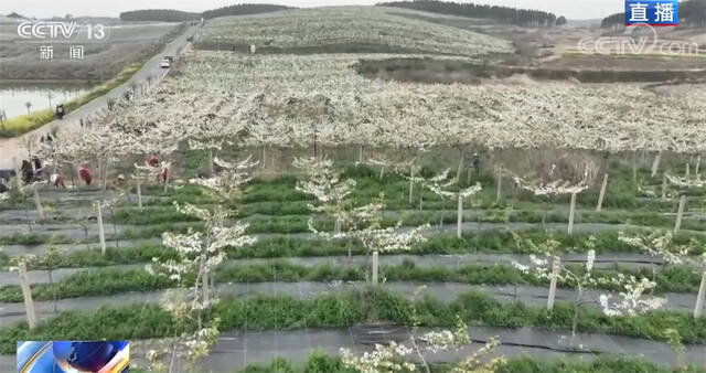 春赏花海夏收甜果 昔日荒草满山坡 今朝梨花一朵朵