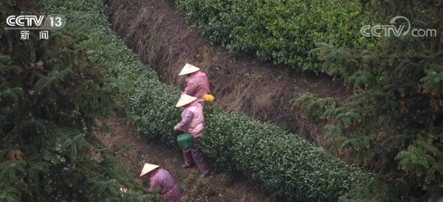 浙江杭州万亩茶园茶飘香 茶产业成为当地支柱产业