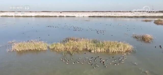 杭州湾湿地累计记录鸟类303种超32万只