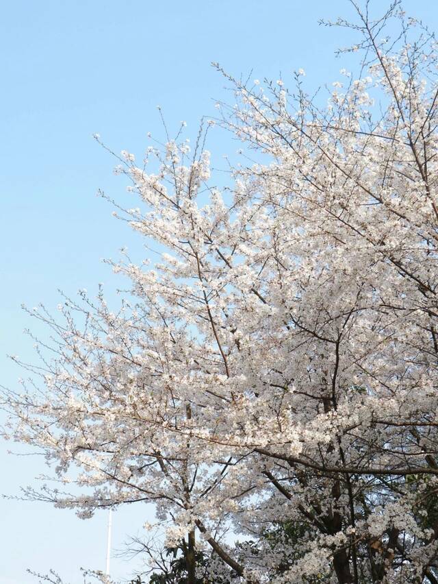 今日，你听那春日与校园的交响！