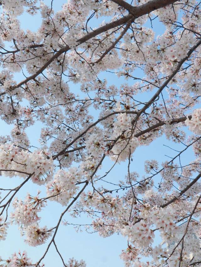 今日，你听那春日与校园的交响！