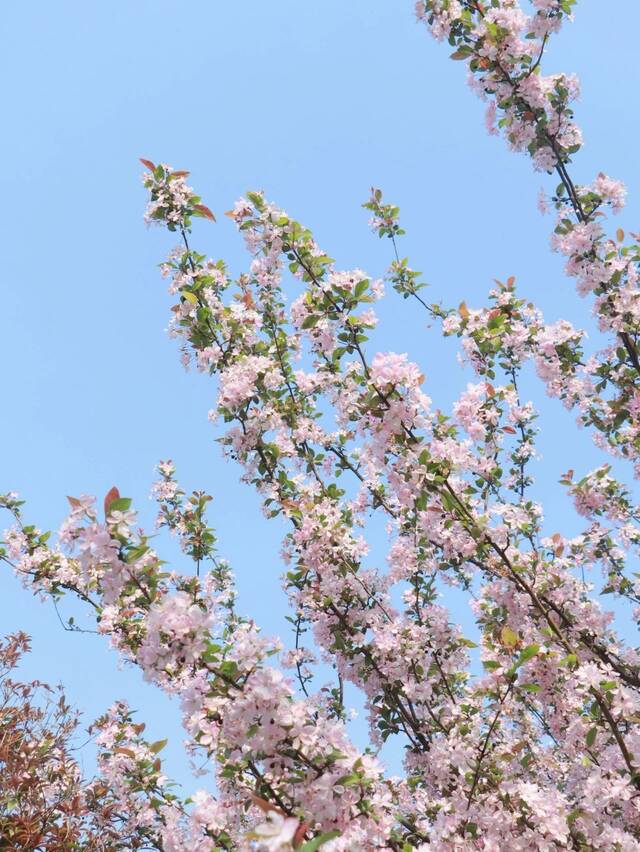 今日，你听那春日与校园的交响！