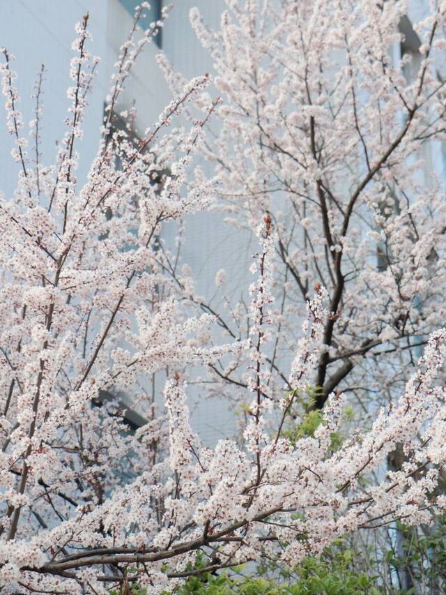 今日，你听那春日与校园的交响！