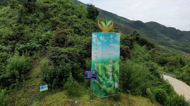 卫星新闻丨“共富茶”跨越山海助力乡村振兴