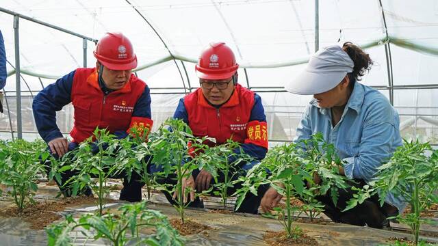 图为工作人员正在指导农民引水灌溉。新华社记者刘彤摄