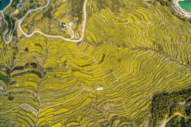 ↑鸟瞰油菜花盛开的覆卮山古梯田（4月3日摄，无人机照片）。