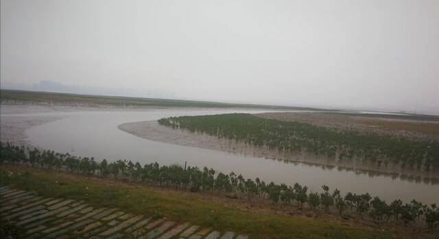 3月29日，福建省晋江市泉州湾河口湿地“蓝色海湾”项目上，新种植的红树林连绵成片。新华社记者刘夏村摄