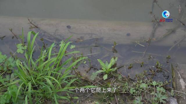 全球连线丨寻味二十四节气：清明螺蛳赛肥鹅