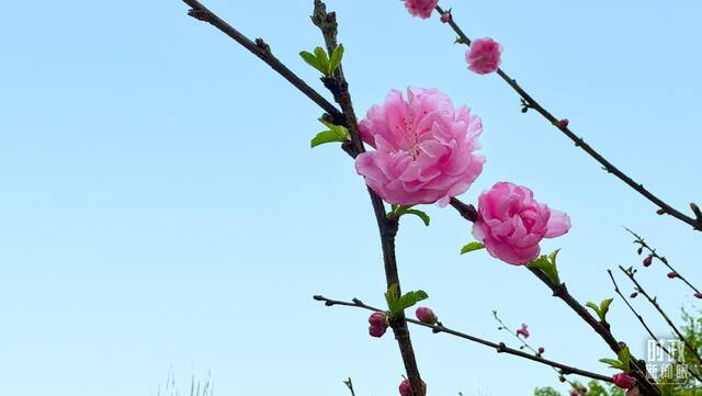 时政新闻眼丨在今年首都义务植树现场，习近平这三句话饱含深意