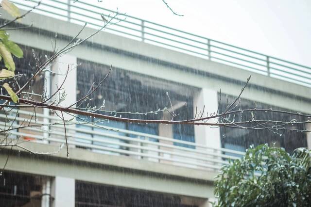 今日清明，“雨中”不同