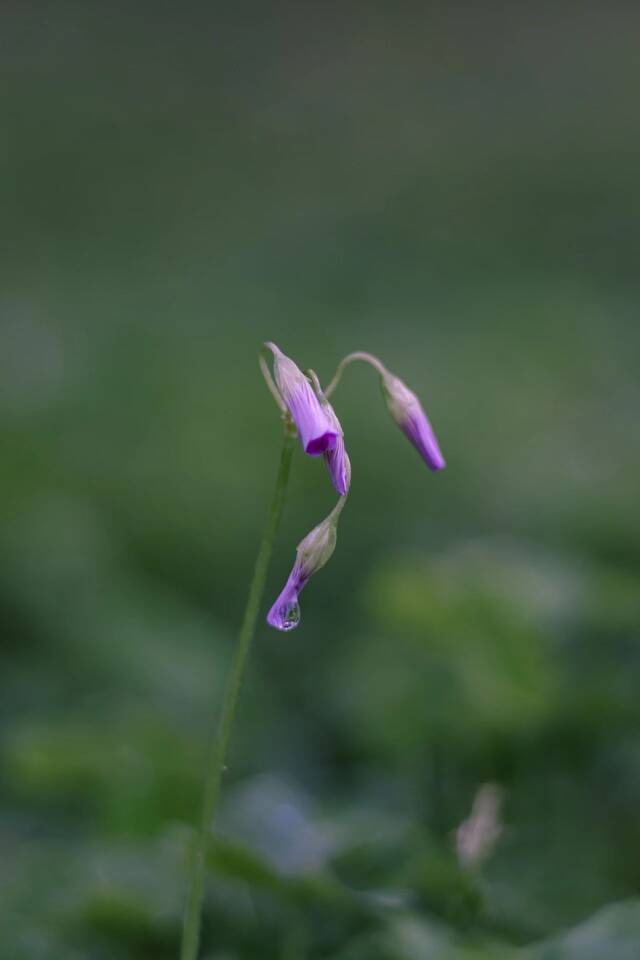 今日清明，“雨中”不同