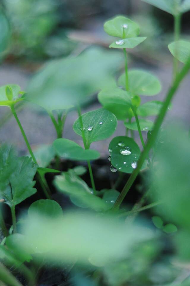 今日清明，“雨中”不同