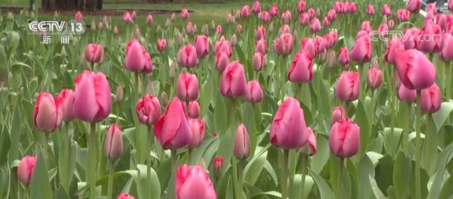 红墙黄瓦百花开 北京各大公园赏花正当时