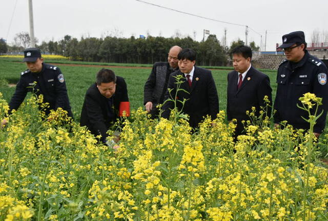 检察官到田间地头回访罂粟铲除情况。