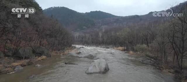 黑龙江加大保护区环境修复力度 为野生动物提供更好栖息地