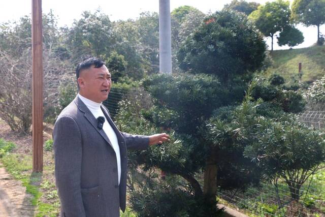图为邓志平介绍基地里的苗木品种罗汉松。新华社记者舒畅摄