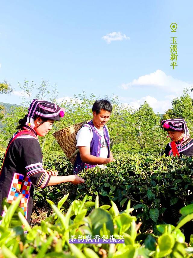 采下一缕缕“春”的味道