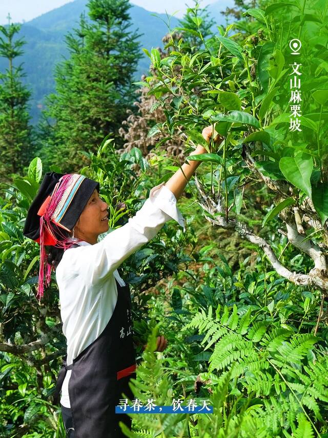 采下一缕缕“春”的味道