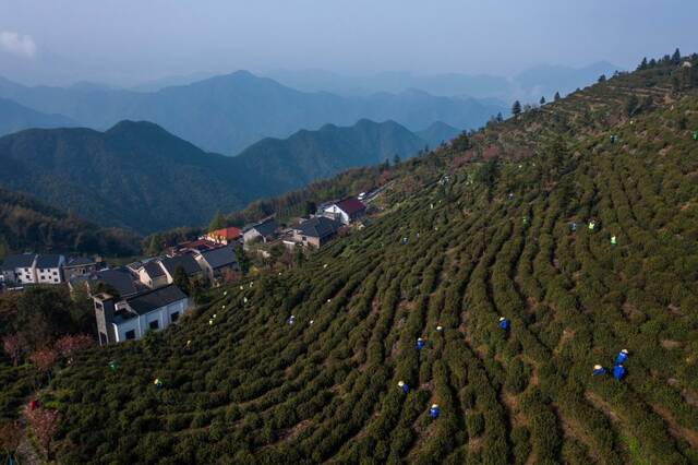 2023年4月7日，浙江省杭州市富阳区里山镇安顶村的茶农在采摘安顶云雾茶（无人机照片）。新华社记者徐昱摄