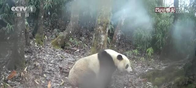 环境修复为野生动物提供更好栖息地 旗舰物种频繁现身