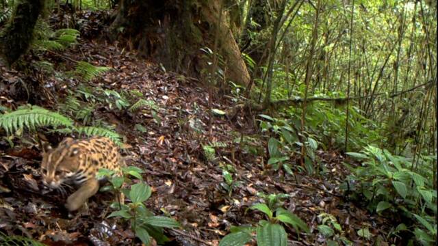 云南景东：红外相机拍到多段豹猫野外活动视频