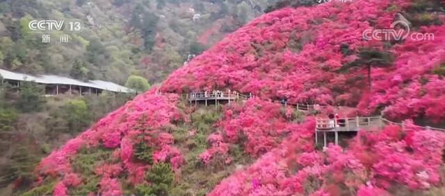 艳丽杜鹃花春日盛放 云雾山迎来游人如织