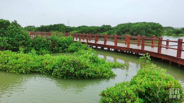 △麻章区湖光镇金牛岛红树林片区。（总台央视记者姚瑶拍摄）