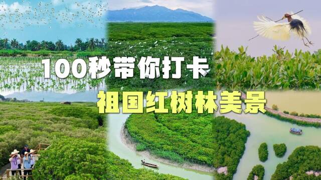 100秒！带你打卡祖国红树林美景