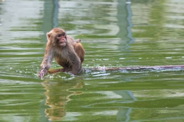 南京红山森林动物园中的猴子在水面“泛舟”图/中国新闻图片网