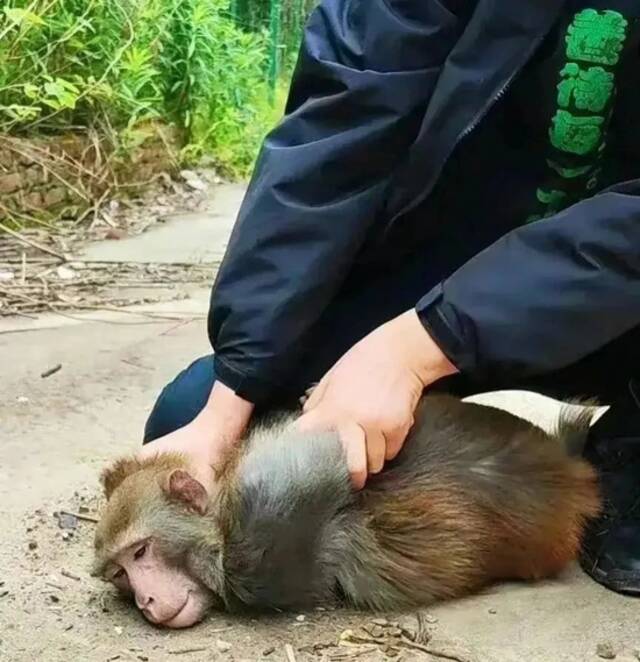 流浪猴被捕获图/视频截图