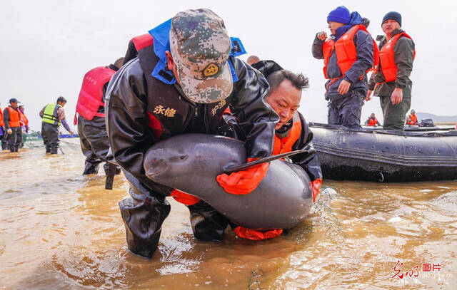  2023年2月14日，在鄱阳湖松门山水域，工作人员从水中抱起一头江豚（实施外迁保护）。史港泽图