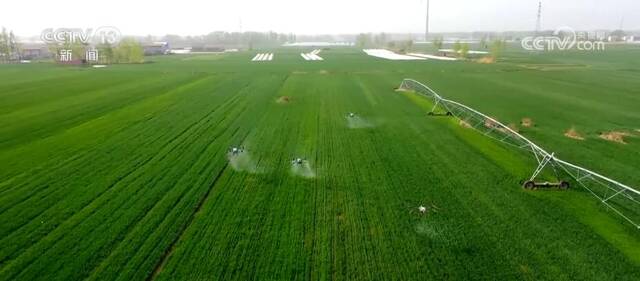 安徽砀山57万亩小麦实行立体式管理 保障夏粮丰产丰收