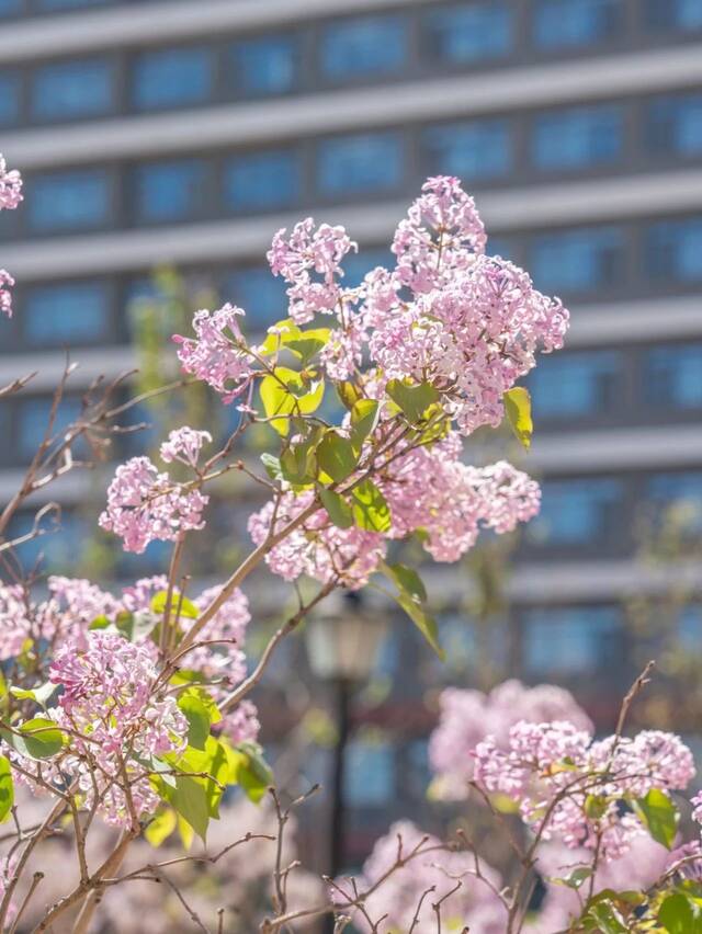 春天，花在枝头，“理”在心头